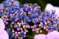 六甲山の紫陽花